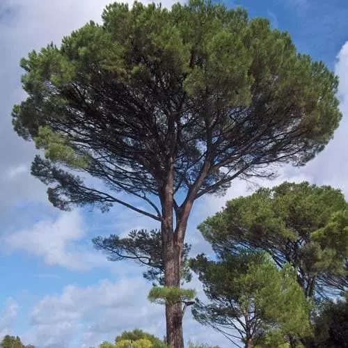 Future Forests Pinus Pinea - Stone Pine 7 Future Forests Pinus Pinea - Stone Pine