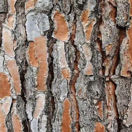 Future Forests Pinus Pinea - Stone Pine 8 Future Forests Pinus Pinea - Stone Pine