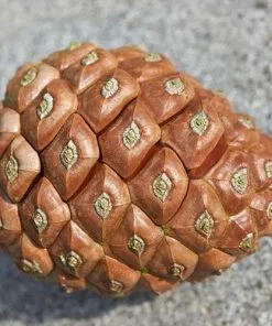 Future Forests Pinus Pinea - Stone Pine 16 Future Forests Pinus Pinea - Stone Pine