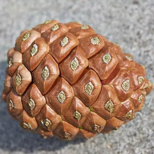 Future Forests Pinus Pinea - Stone Pine 9 Future Forests Pinus Pinea - Stone Pine