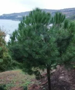 Future Forests Pinus Pinea - Stone Pine 17 Future Forests Pinus Pinea - Stone Pine