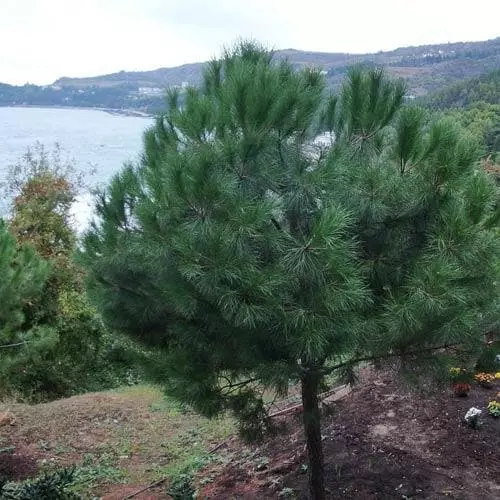 Future Forests Pinus Pinea - Stone Pine 10 Future Forests Pinus Pinea - Stone Pine