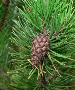 Future Forests Pinus Contorta - Lodgepole Pine