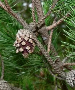 Future Forests Pinus Contorta - Lodgepole Pine