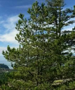 Future Forests Pinus Contorta - Lodgepole Pine