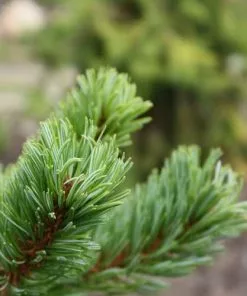 Future Forests Pinus Parviflora Chikuza Goten