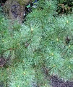 Future Forests Pinus Peuce - Macedonian Pine All Conifers