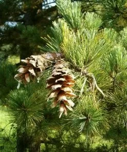 Future Forests Pinus Peuce - Macedonian Pine All Conifers