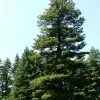 Future Forests Pinus Peuce - Macedonian Pine All Conifers