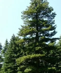 Future Forests Pinus Peuce - Macedonian Pine All Conifers