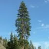 Future Forests Pinus Ponderosa - Western Yellow Pine