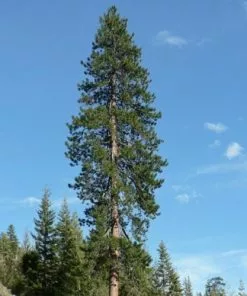Future Forests Pinus Ponderosa - Western Yellow Pine