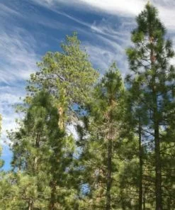 Future Forests Pinus Ponderosa - Western Yellow Pine