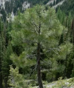 Future Forests Pinus Ponderosa - Western Yellow Pine 8 Future Forests Pinus Ponderosa - Western Yellow Pine