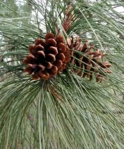 Future Forests Pinus Ponderosa - Western Yellow Pine 9 Future Forests Pinus Ponderosa - Western Yellow Pine