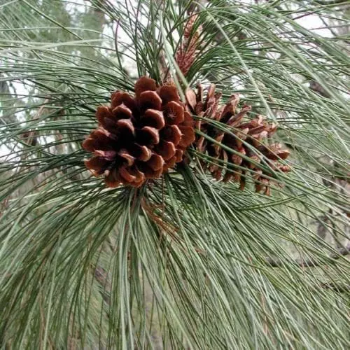 Future Forests Pinus Ponderosa - Western Yellow Pine 6 Future Forests Pinus Ponderosa - Western Yellow Pine