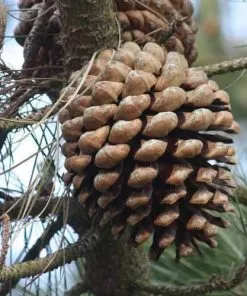 Future Forests Pinus Radiata - Monterey Pine