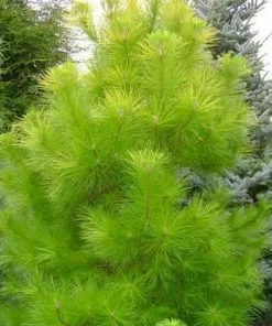 Future Forests Pinus Radiata Aurea - Golden Monterey Pine