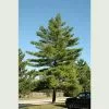 Future Forests Pinus Strobus - Weymouth Pine All Conifers