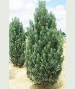 Future Forests Pinus Strobus Fastigiata All Conifers