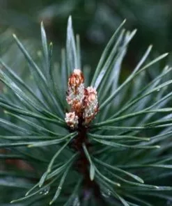 Future Forests Pinus Sylvestris - Scots Pine All Conifers