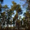 Future Forests Pinus Sylvestris - Scots Pine All Conifers