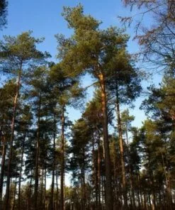 Future Forests Pinus Sylvestris - Scots Pine All Conifers