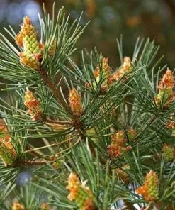 Future Forests Pinus Sylvestris - Scots Pine All Conifers