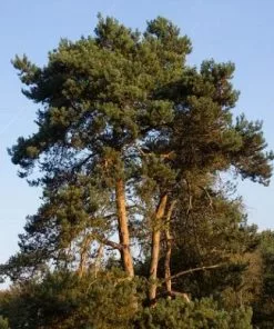Future Forests Pinus Sylvestris - Scots Pine All Conifers
