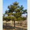 Future Forests All Conifers Pinus Thunbergii - Japanese Black Pine