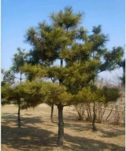 Future Forests All Conifers Pinus Thunbergii - Japanese Black Pine