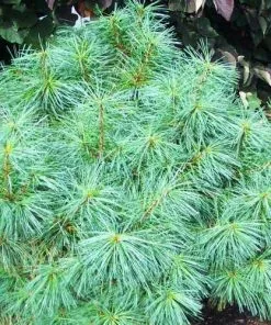 Future Forests Pinus Wallichiana Nana All Conifers