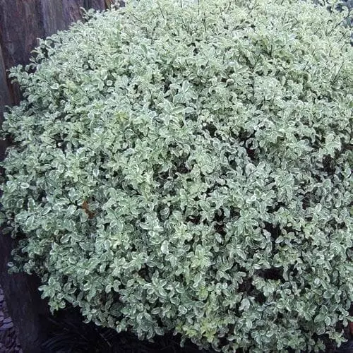 Future Forests Pittosporum Tenuifolium Silver Queen 3 Future Forests Pittosporum Tenuifolium Silver Queen