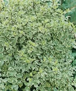 Future Forests Pittosporum Tenuifolium Silver Queen 10 Future Forests Pittosporum Tenuifolium Silver Queen