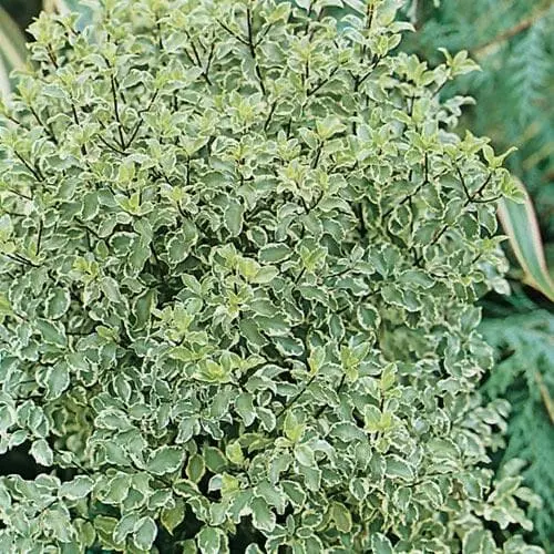 Future Forests Pittosporum Tenuifolium Silver Queen 5 Future Forests Pittosporum Tenuifolium Silver Queen