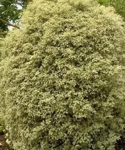 Future Forests Pittosporum Tenuifolium Silver Queen 11 Future Forests Pittosporum Tenuifolium Silver Queen