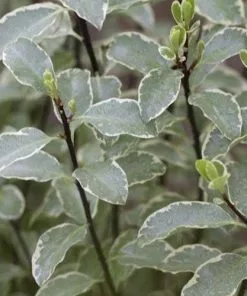 Future Forests Pittosporum Tenuifolium Silver Queen 12 Future Forests Pittosporum Tenuifolium Silver Queen