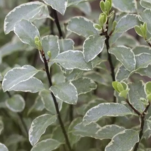 Future Forests Pittosporum Tenuifolium Silver Queen 7 Future Forests Pittosporum Tenuifolium Silver Queen