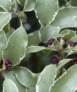 Future Forests Pittosporum Tenuifolium Silver Queen 13 Future Forests Pittosporum Tenuifolium Silver Queen