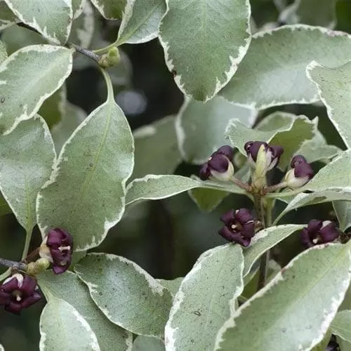 Future Forests Pittosporum Tenuifolium Silver Queen 8 Future Forests Pittosporum Tenuifolium Silver Queen