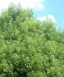 Future Forests Pittosporum Tenuifolium Shrubs