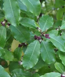 Future Forests Pittosporum Tenuifolium Shrubs