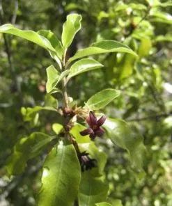 Future Forests Pittosporum Tenuifolium Shrubs