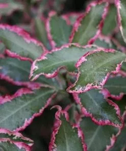 Future Forests Shrubs Pittosporum Tenuifolium Elizabeth