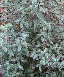 Future Forests Shrubs Pittosporum Tenuifolium Elizabeth