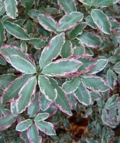 Future Forests Shrubs Pittosporum Tenuifolium Elizabeth