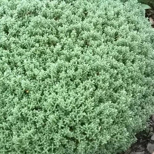 Future Forests Pittosporum Tenuifolium Golf Ball 8 Future Forests Pittosporum Tenuifolium Golf Ball