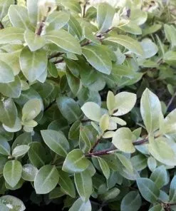 Future Forests Pittosporum Tenuifolium Golf Ball 16 Future Forests Pittosporum Tenuifolium Golf Ball