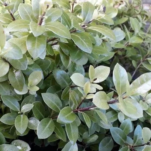 Future Forests Pittosporum Tenuifolium Golf Ball 9 Future Forests Pittosporum Tenuifolium Golf Ball