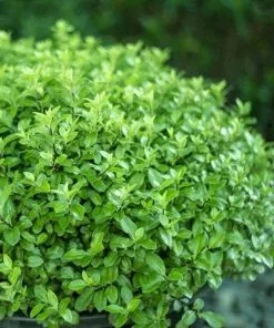 Future Forests Pittosporum Tenuifolium Golf Ball 17 Future Forests Pittosporum Tenuifolium Golf Ball